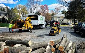 Tree and Shrub Care in Ogden, KS