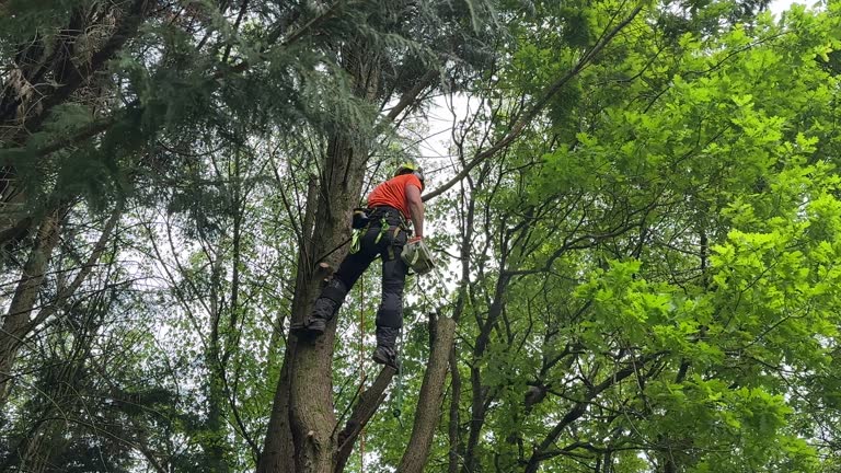 Trusted Ogden, KS Tree Care Services Experts